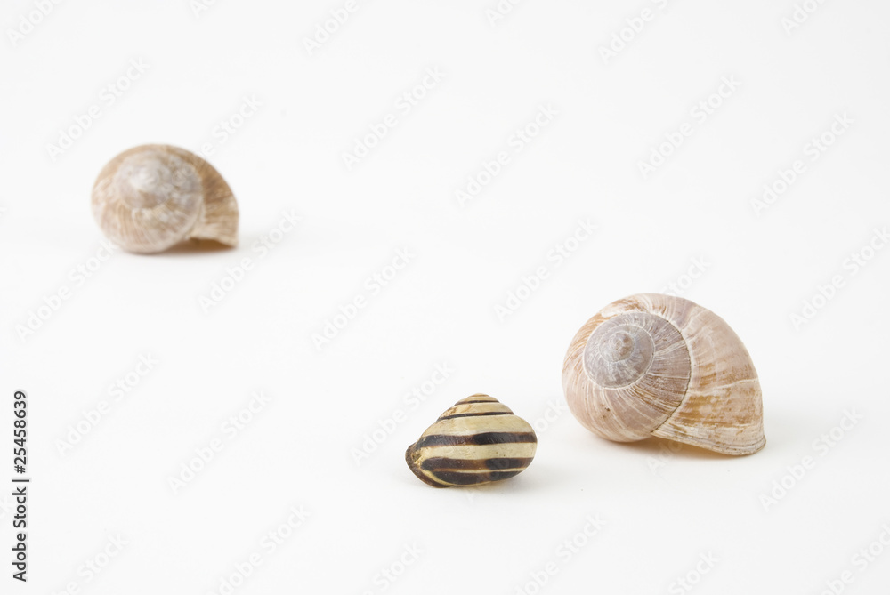muscheln muscheln