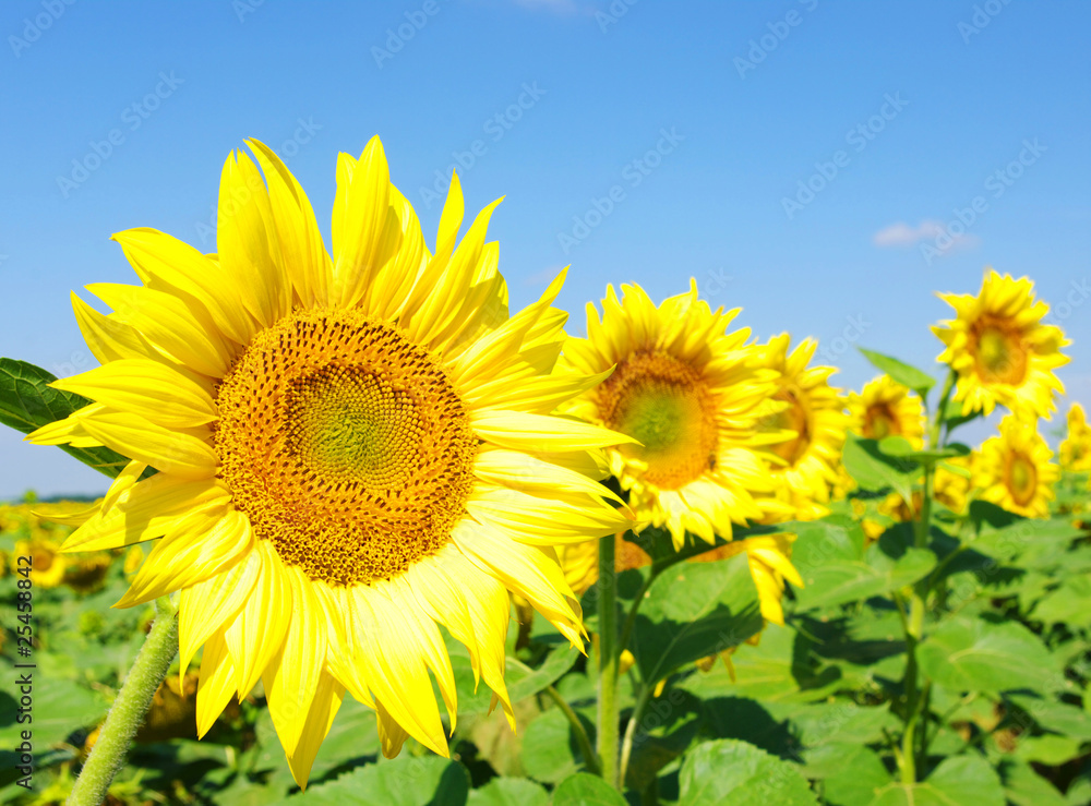 sunflowers field