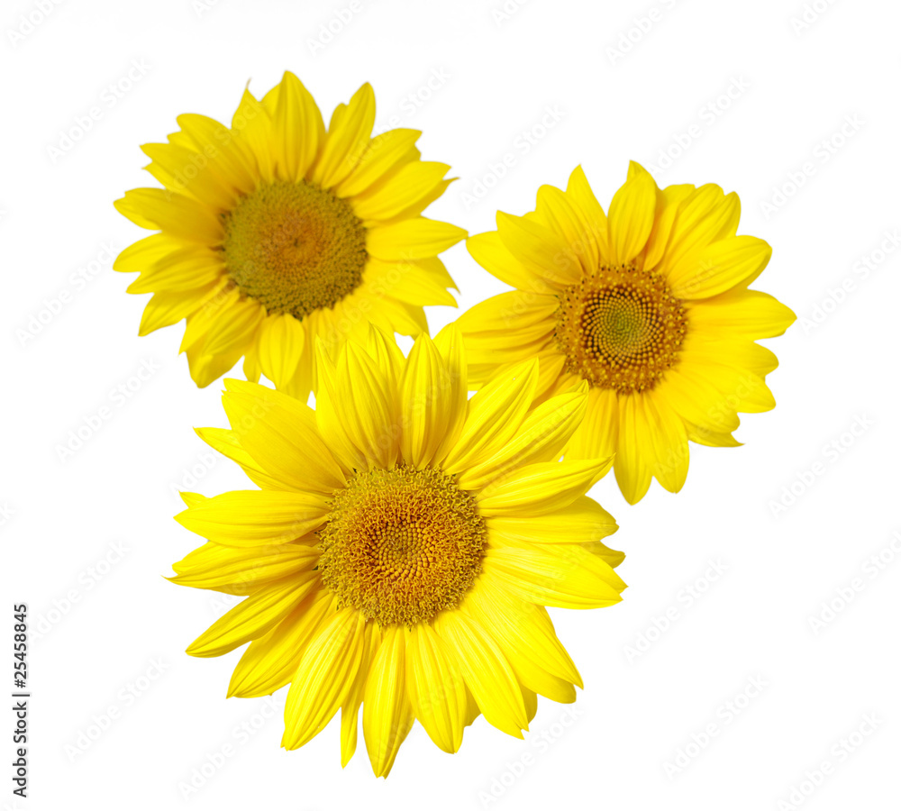 Fototapeta premium sunflower on white