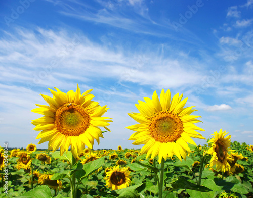 sunflowers field