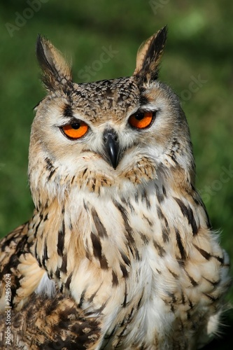 Bengal Eagle Owl Portrait