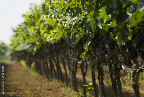 Grapes hanging in the vineyard