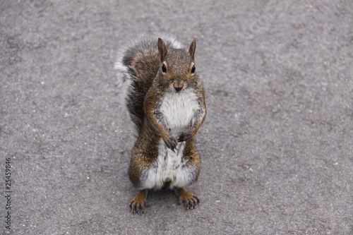 Eichhörnchen in Nahaufnahme photo