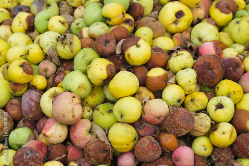 pile of rotten apples