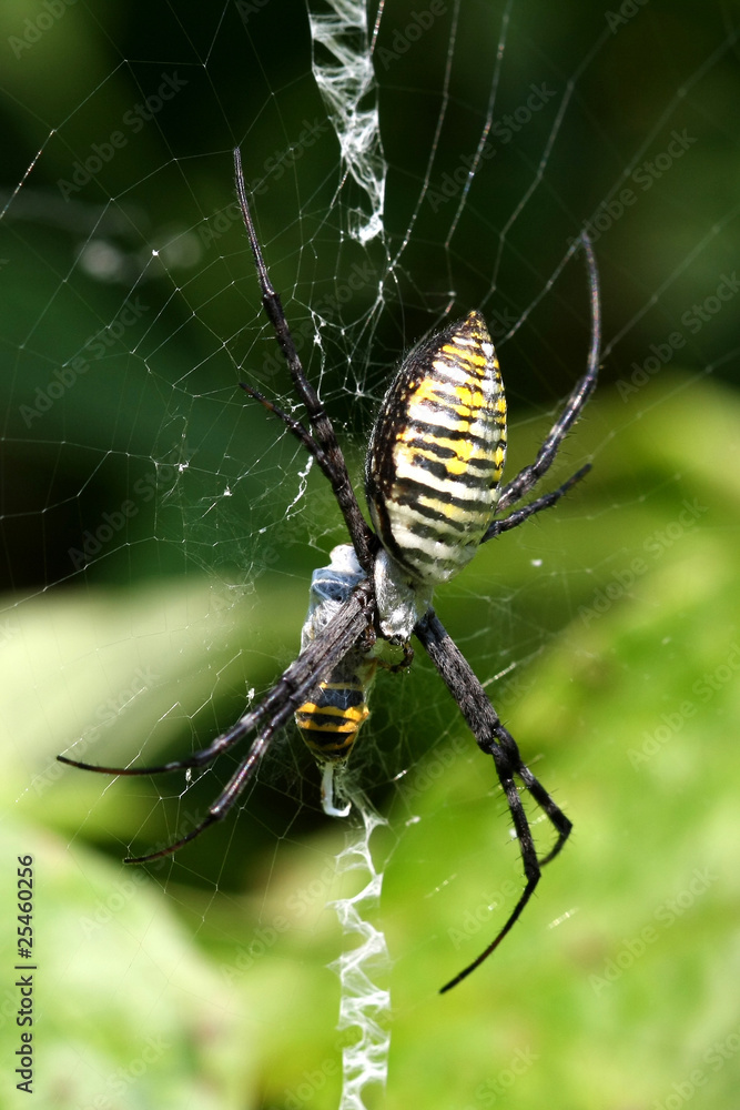Banded Garden Spider - Argiope trifasciata Banded Garden Spider - Argiope trifasciata