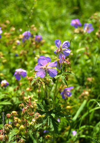 Wiesenstorchschnabel