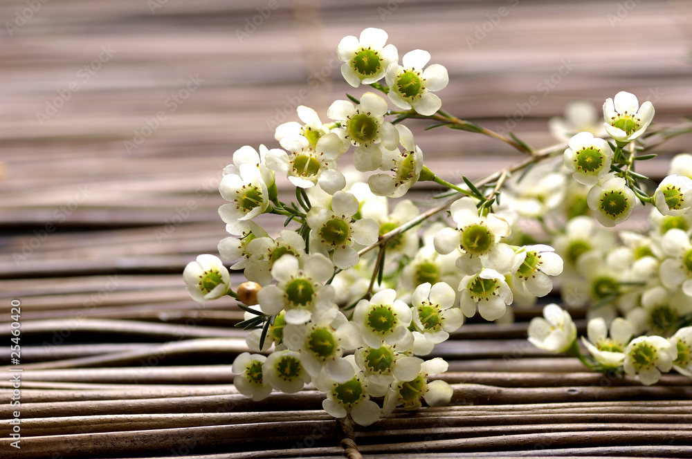 Plum flower on bamboo mat Plum flower on bamboo mat