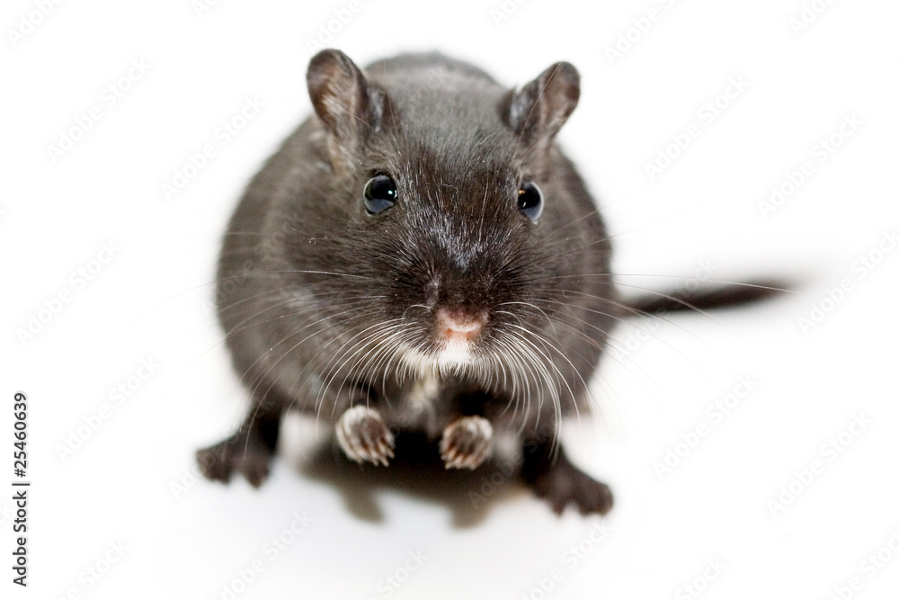 rat rat