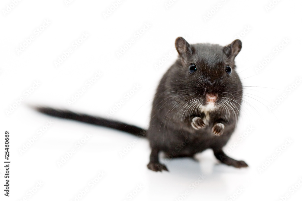 Funny rat on white background Funny rat on white background