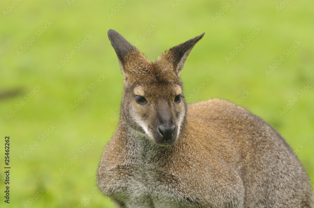 Red-necked Wallaby