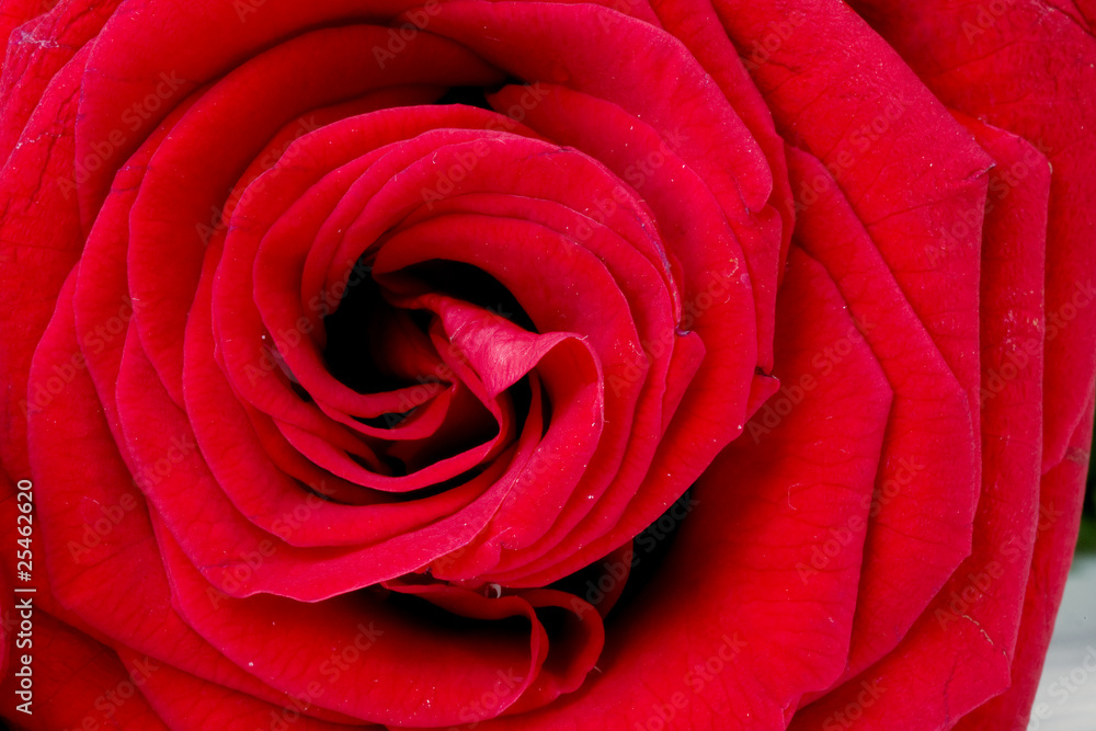 Macro image of dark red rose with water droplets. Macro image of dark red rose with water droplets.