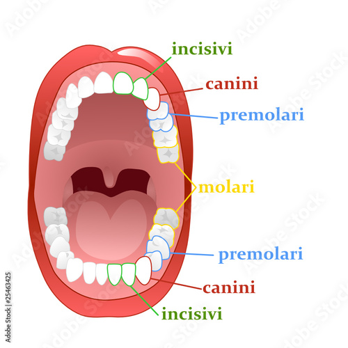 teeth2 vector
