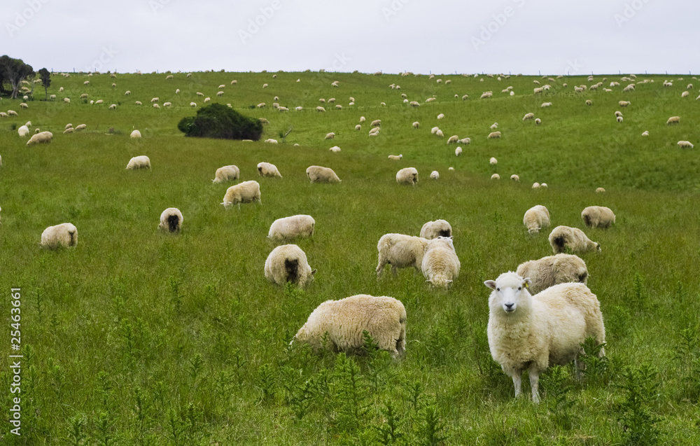 Sheep Of New Zealand