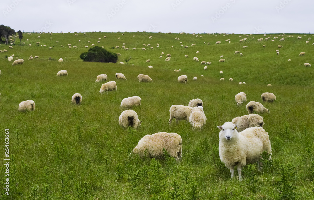 Obraz premium Sheep Of New Zealand