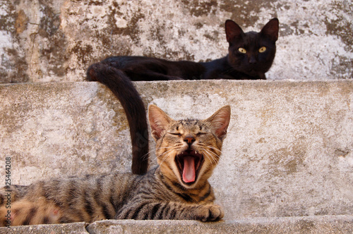 Yawning Feline
