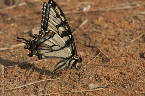 Swallowtail batterfly on the sand photo