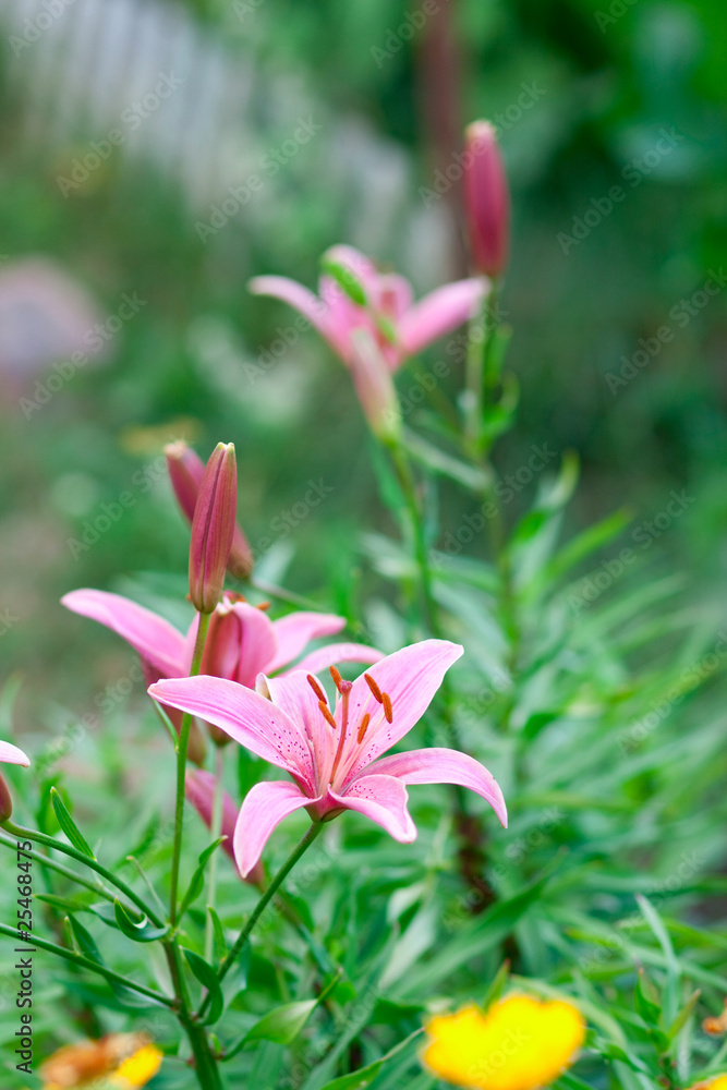 Fototapeta premium Flower yellow lilies