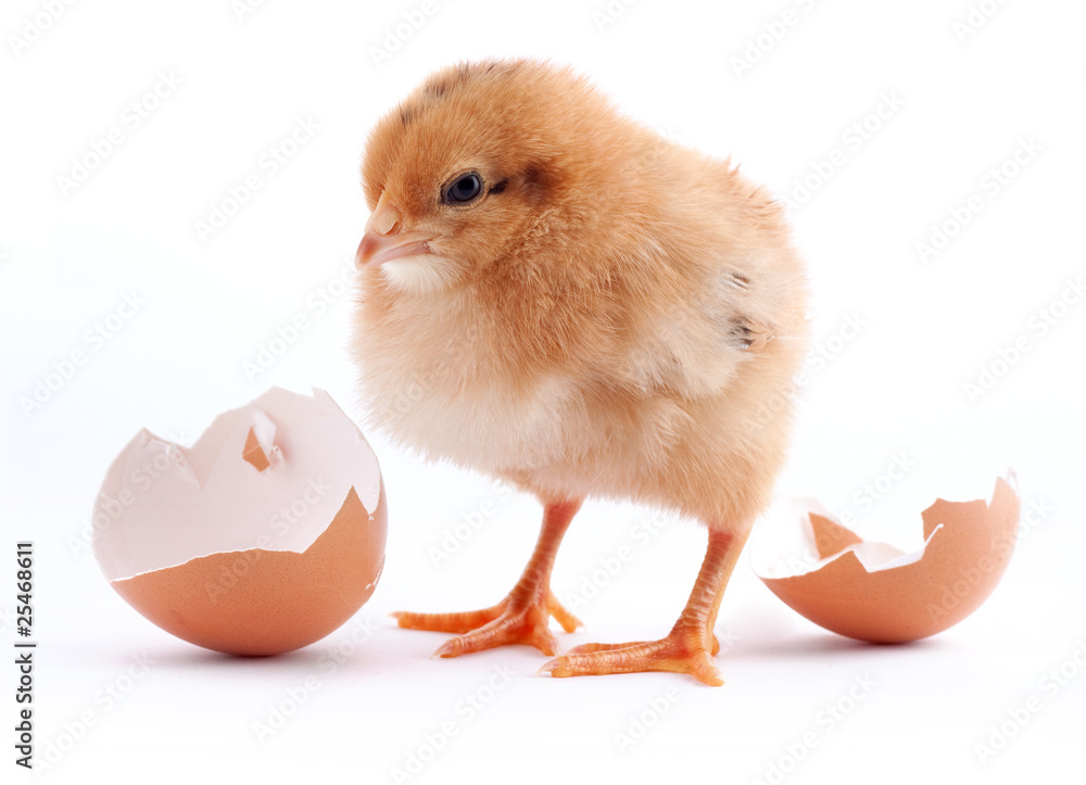 The yellow small chick with egg isolated on a white background The yellow small chick with egg isolated on a white background