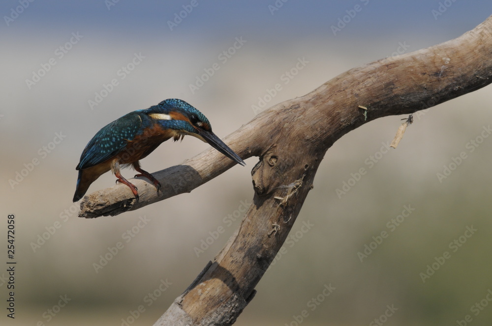 Obraz premium The Common Kingfisher (Alcedo atthis) at Maagan Michael Lake