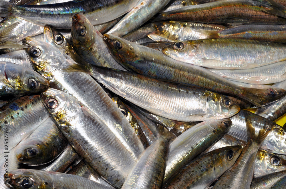 Les sardines fraîches
