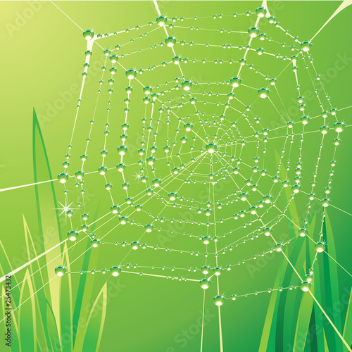 spider web with water drops