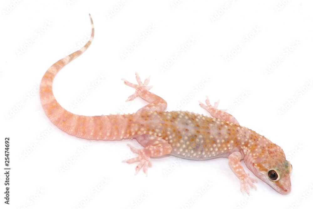 Naklejka premium jaszczurka