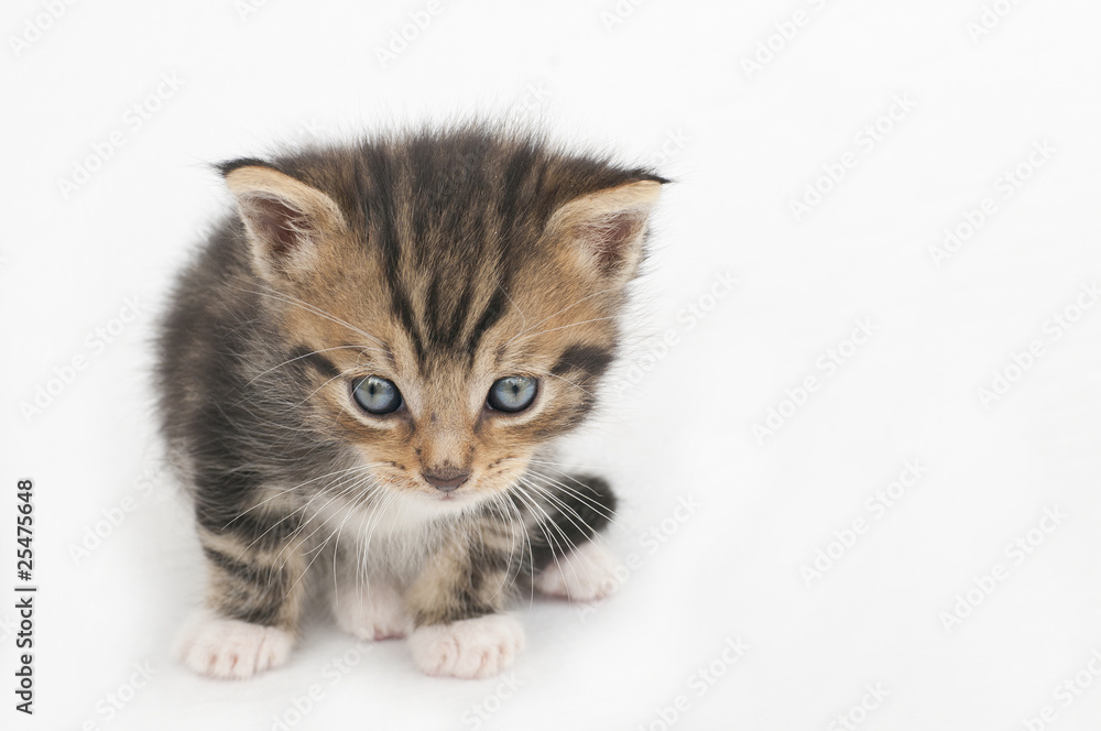 Obraz premium Katzenbaby