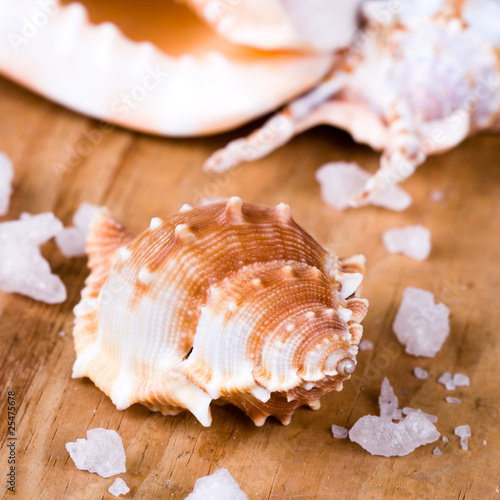 seashells and salt