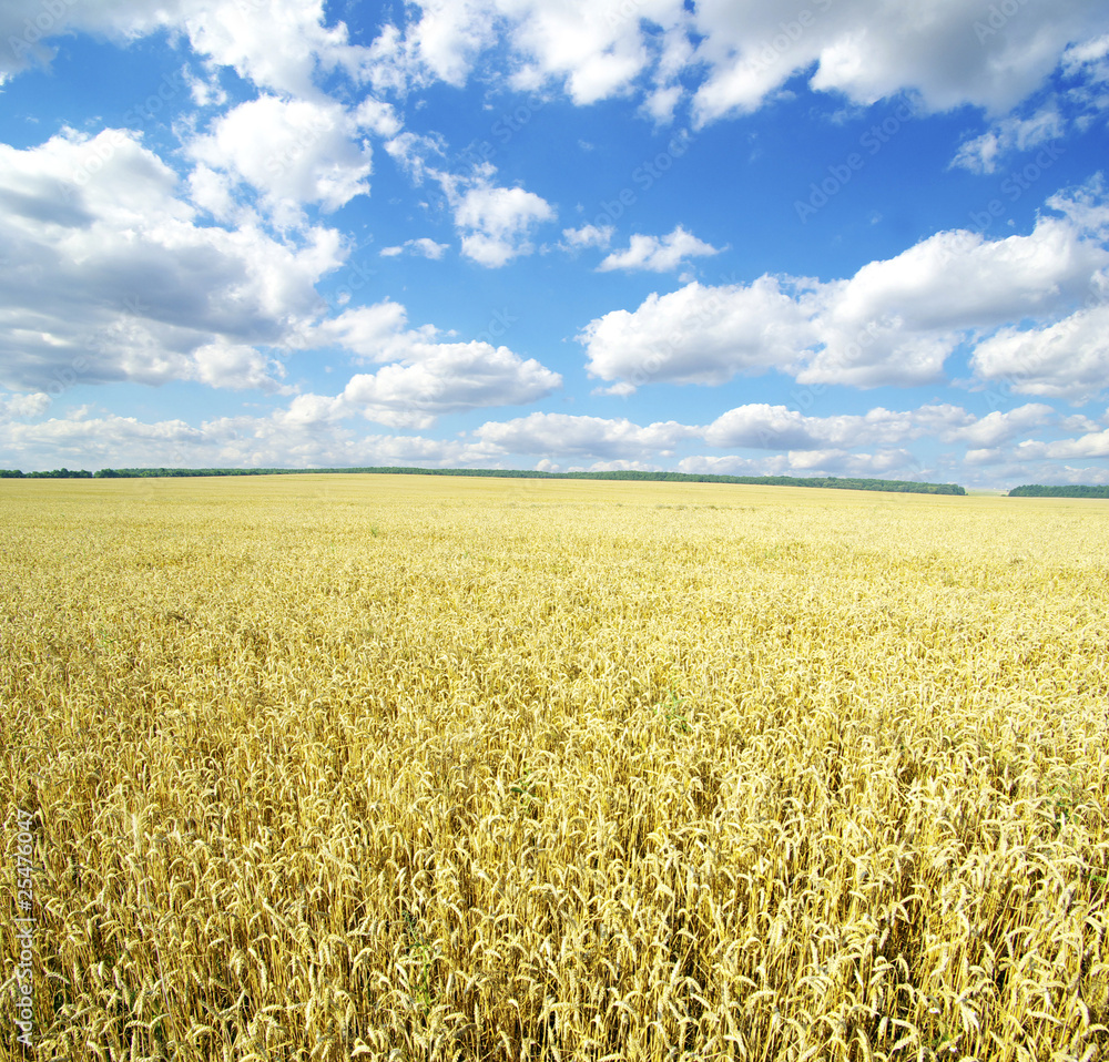 Naklejka premium wheat field