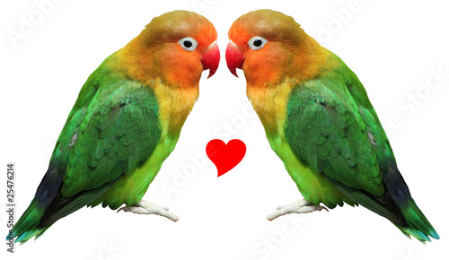 Loving bird agapornis-fischeri