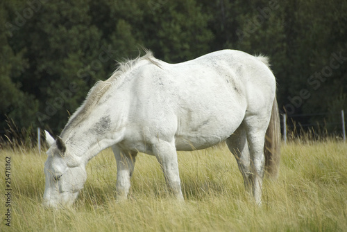 white wild horse