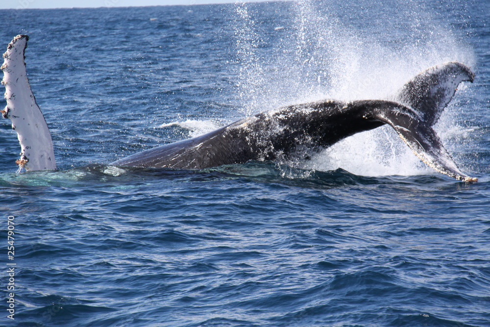 Naklejka premium Salto de ballena II - sudafrica