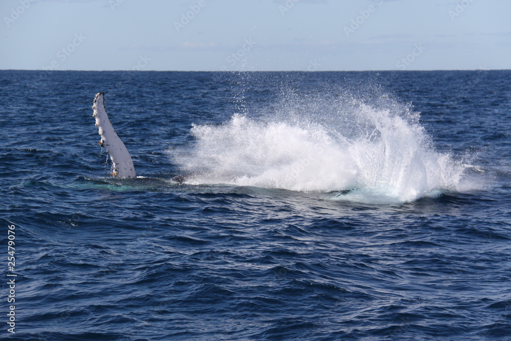 Salto de ballena - sudafrica