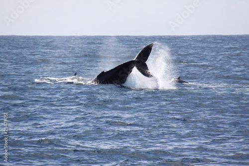 ballena Sudafrica