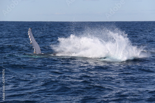 Salto de ballena - sudafrica