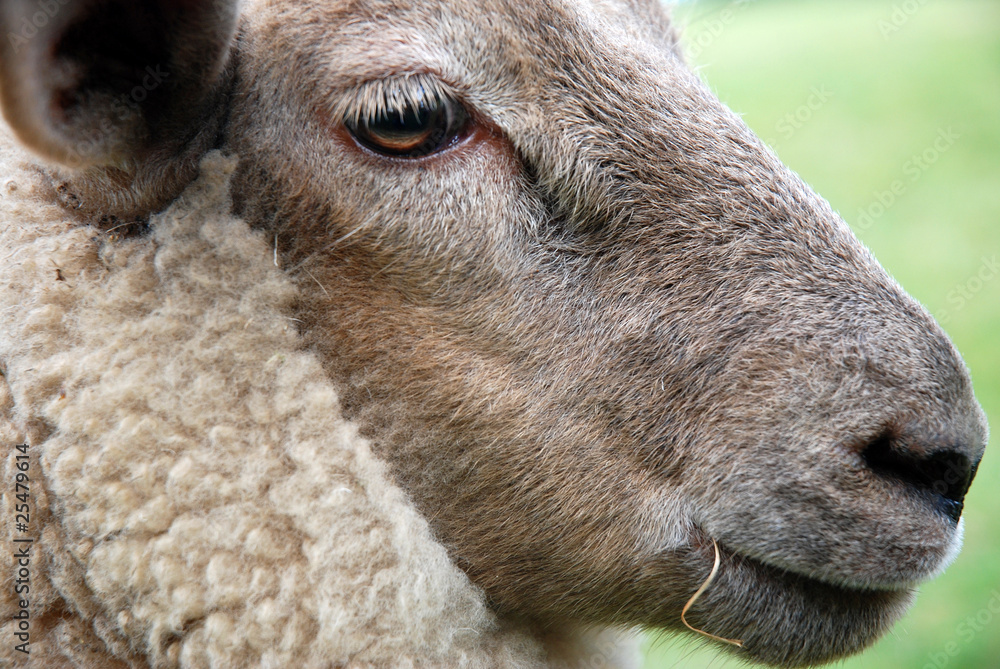 Fototapeta premium Schafskopf Porträt