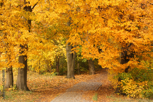 Weg durch Herbstwald im Jenischpark in Hamburg, Fall foliage