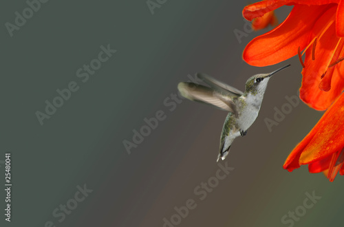 Hummingbird and Orange Flower #25480041