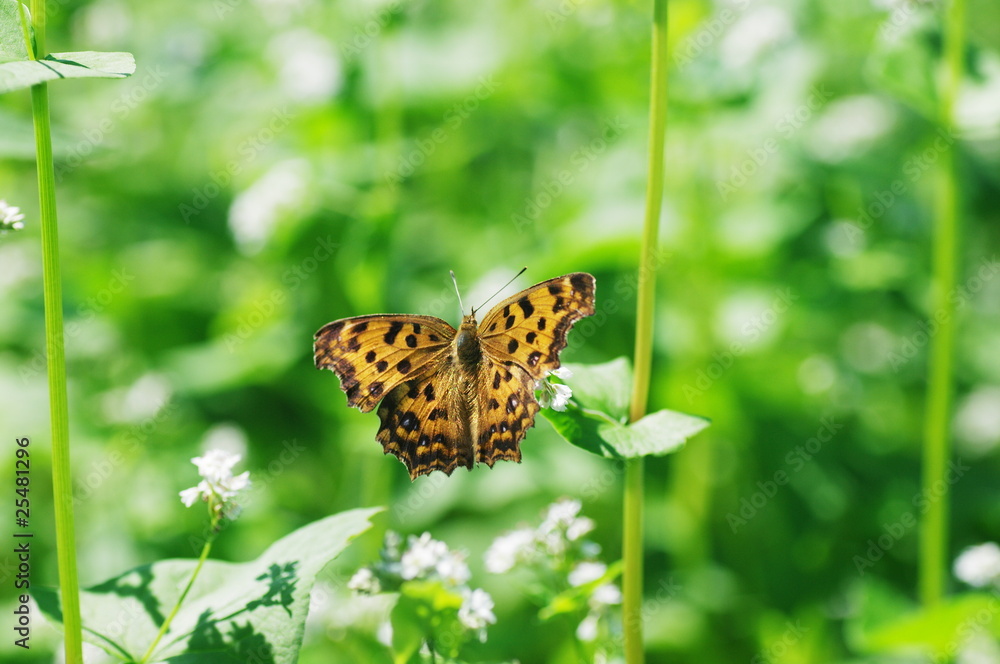 Fototapeta premium タテハチョウとそば畑