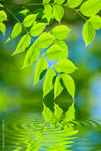 Green leaves in the water