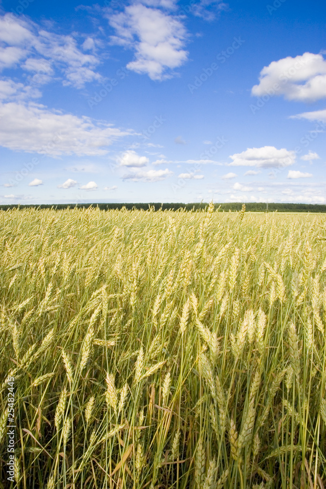 Wheat field golden and blue sky