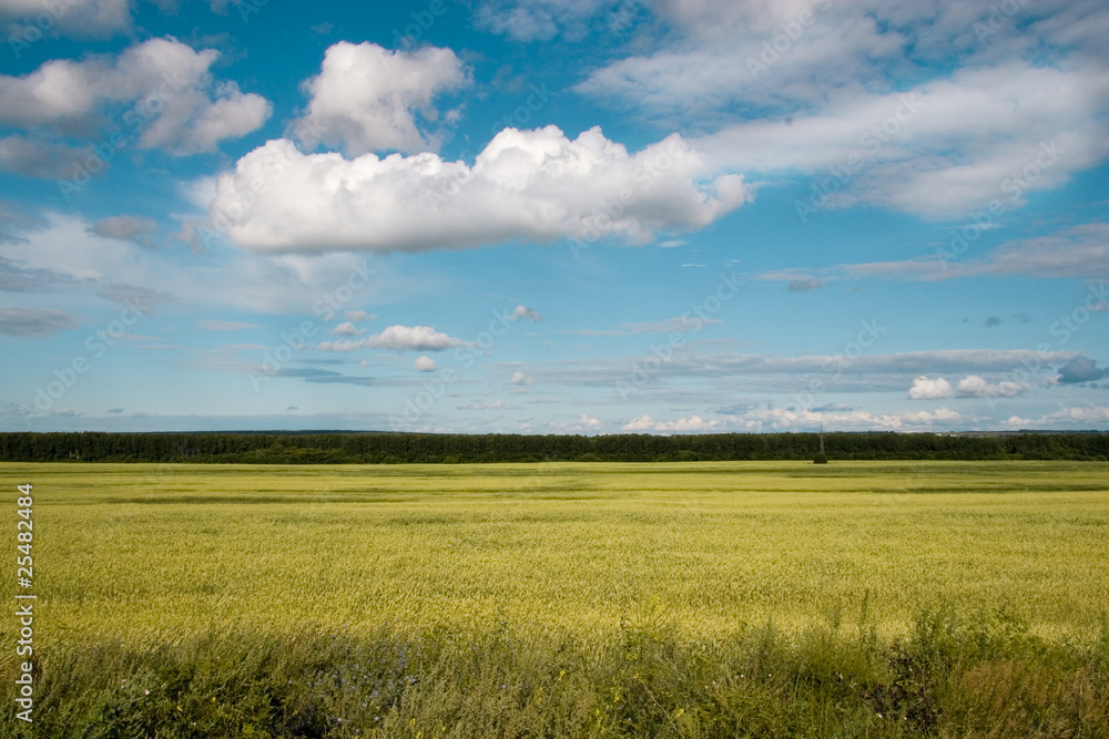 Wheat field golden and blue sky