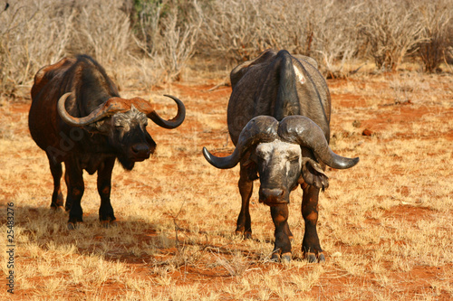 Büffel im Tsavo-East Nationalpark © Racamani