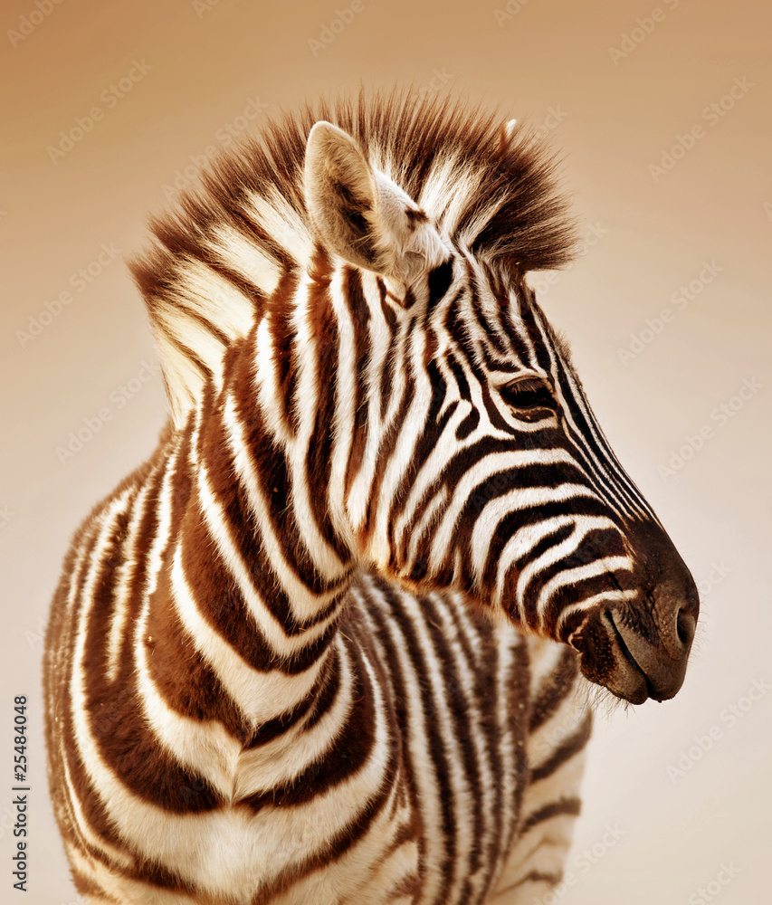 Zebra portrait - obrazy, fototapety, plakaty 