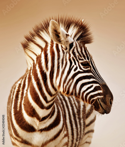 Zebra portrait