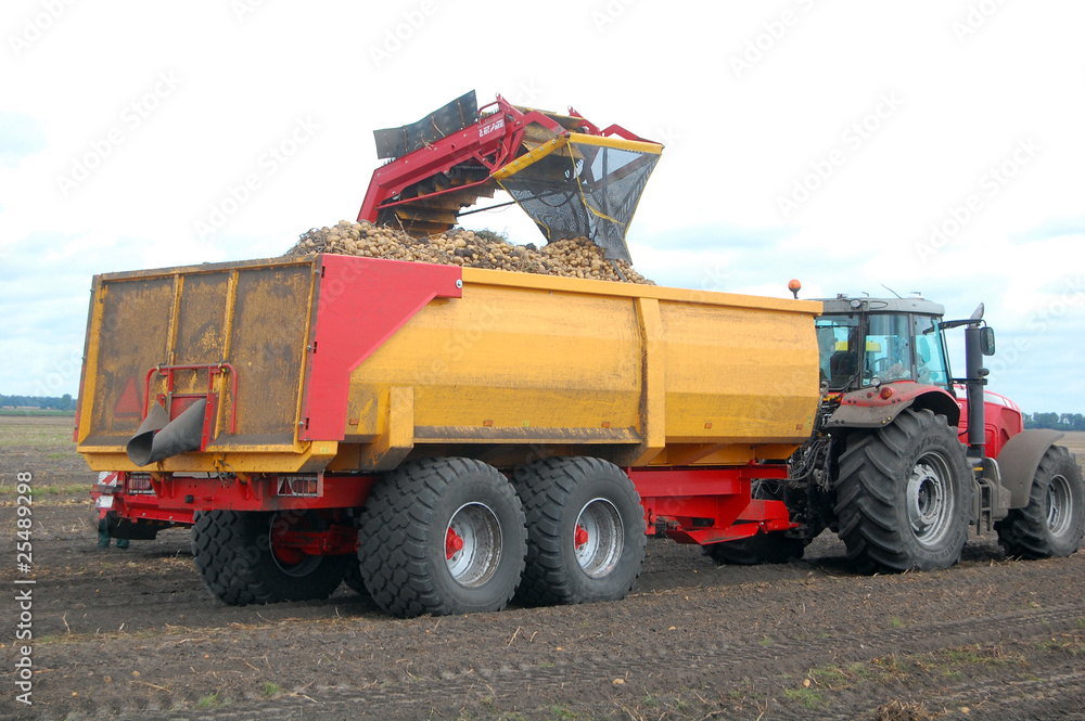 Obraz premium Potato harvesting.