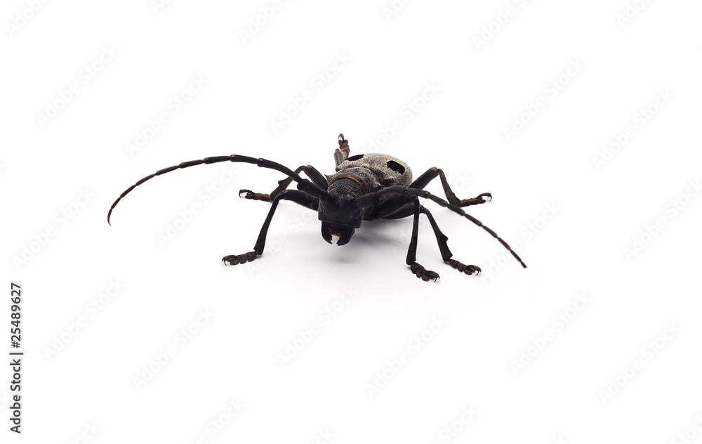 beetle beetle