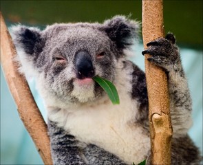 Ingelijste posters Koala Koala tussen eucalyptustakken  © Uryadnikov Sergey
