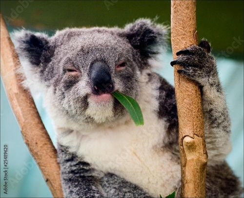 The koala in eucalyptus branches.