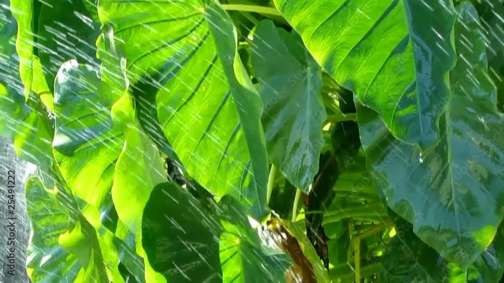 Pioggia Tropicale #1